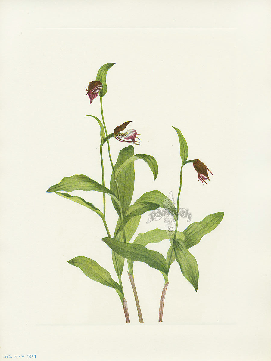 Mary Vaux Walcott 1925 Print Ramshead Ladyslipper