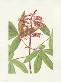 Mary Vaux Walcott 1925 Print Red Buckeye - Panteek Antique Prints