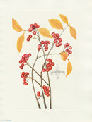 Mary Vaux Walcott 1925 Print Red Chokeberry - Panteek Antique Prints