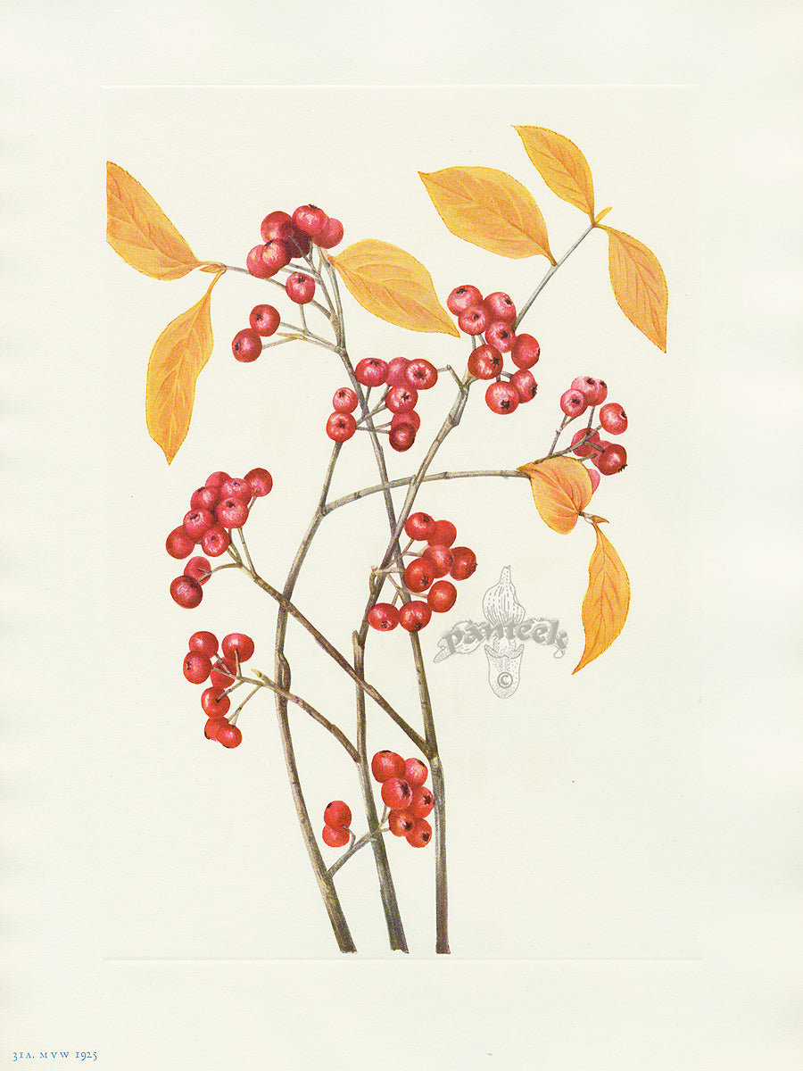Mary Vaux Walcott 1925 Print Red Chokeberry