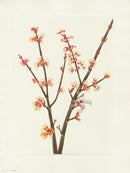 Mary Vaux Walcott 1925 Print Red Maple - Panteek Antique Prints