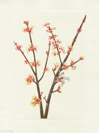 Mary Vaux Walcott 1925 Print Red Maple - Panteek Antique Prints