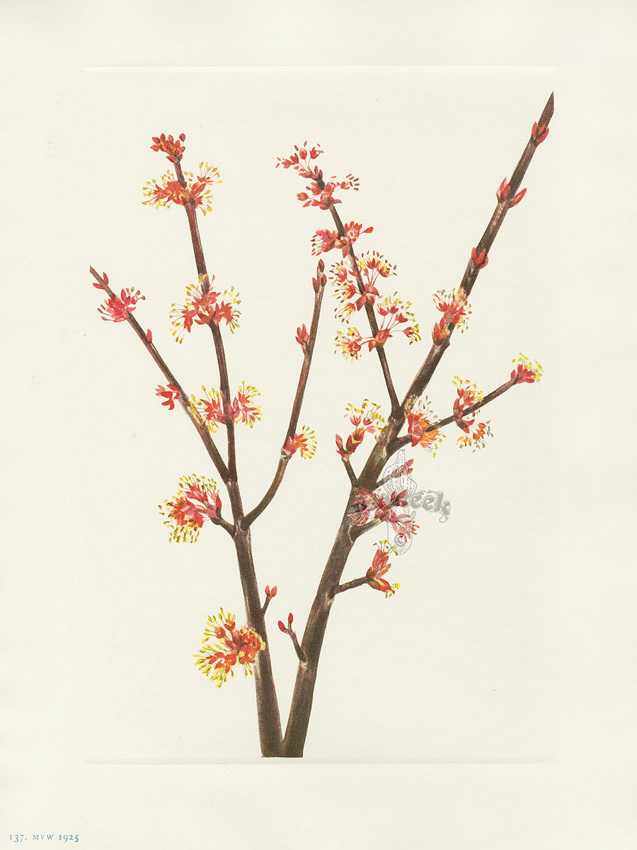 Mary Vaux Walcott 1925 Print Red Maple