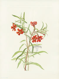 Mary Vaux Walcott 1925 Print Red Monkeyflower - Panteek Antique Prints