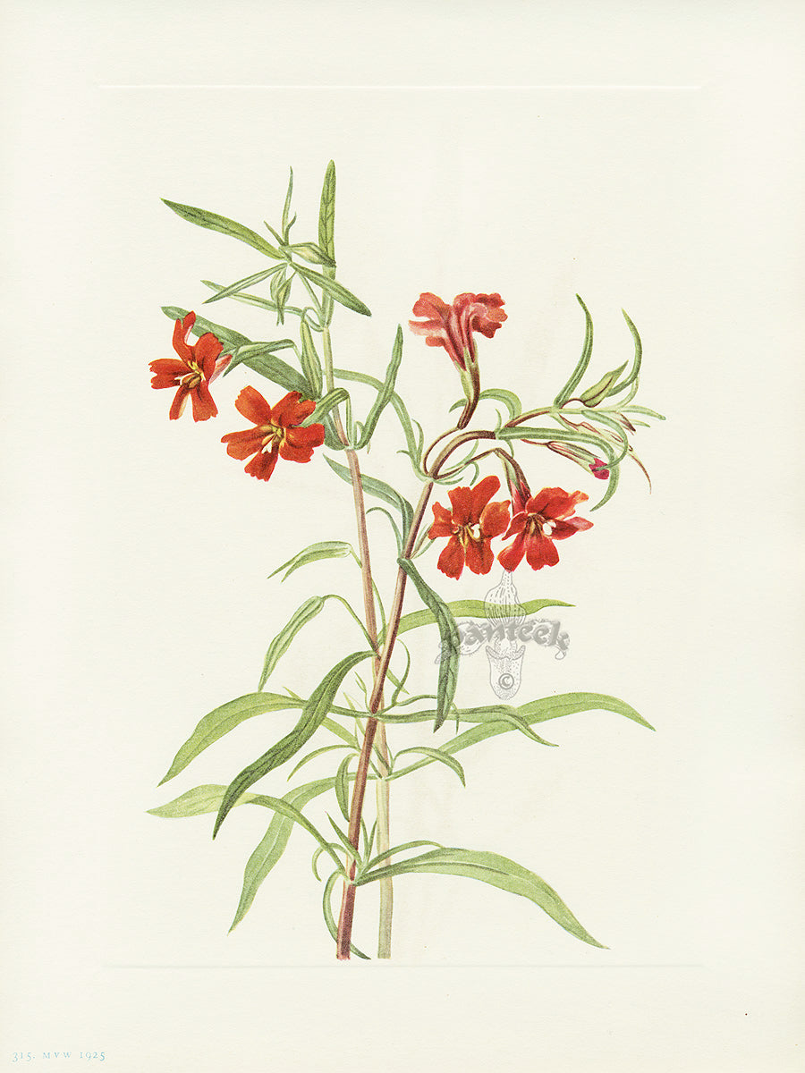Mary Vaux Walcott 1925 Print Red Monkeyflower