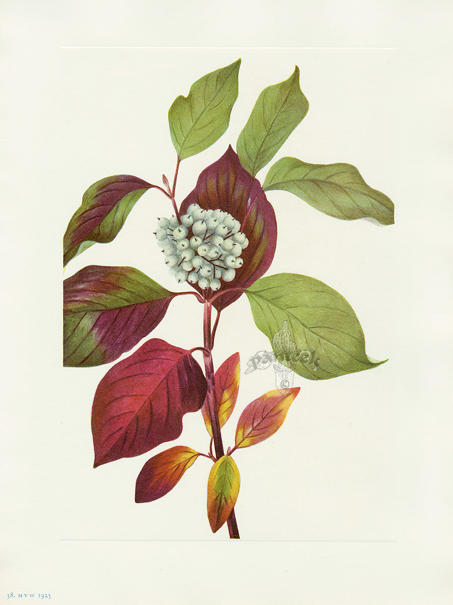 Mary Vaux Walcott 1925 Print Red-osier Dogwood