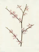 Mary Vaux Walcott 1925 Print Redbud - Panteek Antique Prints
