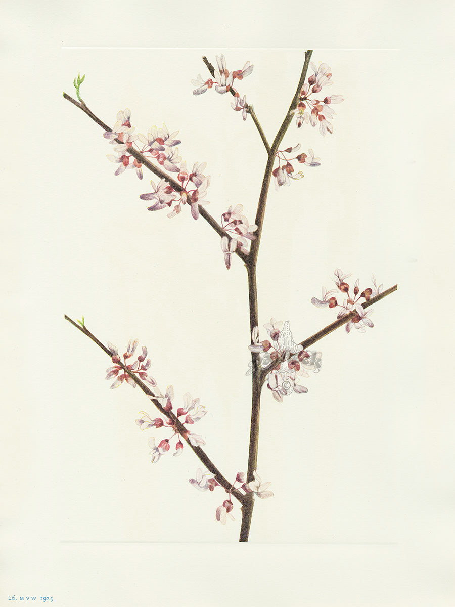 Mary Vaux Walcott 1925 Print Redbud