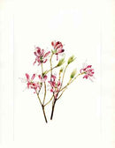 Mary Vaux Walcott 1925 Print Rhodora - Panteek Antique Prints