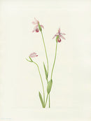 Mary Vaux Walcott 1925 Print Rose Pogonia - Panteek Antique Prints