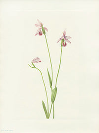 Mary Vaux Walcott 1925 Print Rose Pogonia - Panteek Antique Prints