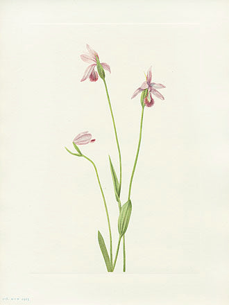 Mary Vaux Walcott 1925 Print Rose Pogonia