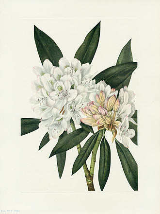 Mary Vaux Walcott 1925 Print Rosebay Rhododendron