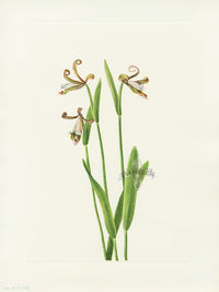 Mary Vaux Walcott 1925 Print Rosebud Orchid - Panteek Antique Prints