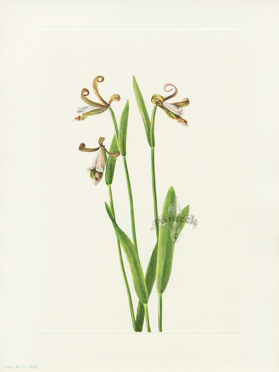 Mary Vaux Walcott 1925 Print Rosebud Orchid