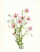 Mary Vaux Walcott 1925 Print Rosegentian - Panteek Antique Prints