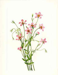 Mary Vaux Walcott 1925 Print Rosegentian - Panteek Antique Prints