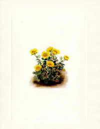 Mary Vaux Walcott 1925 Print Rosette Cinquefoil - Panteek Antique Prints