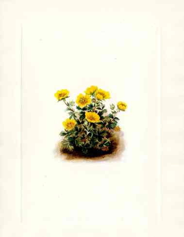 Mary Vaux Walcott 1925 Print Rosette Cinquefoil