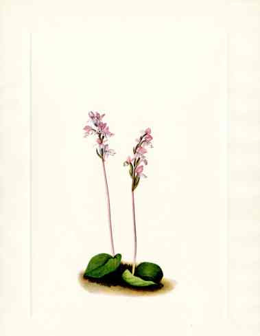 Mary Vaux Walcott 1925 Print Roundleaf Orchid