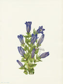 Mary Vaux Walcott 1925 Print Ruff Gentian - Panteek Antique Prints