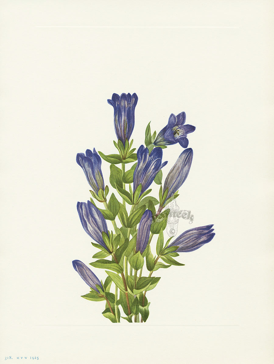 Mary Vaux Walcott 1925 Print Ruff Gentian