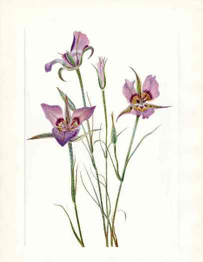 Mary Vaux Walcott 1925 Print Sagebrush Mariposa