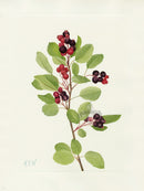 Mary Vaux Walcott 1925 Print Saskatoon - Panteek Antique Prints