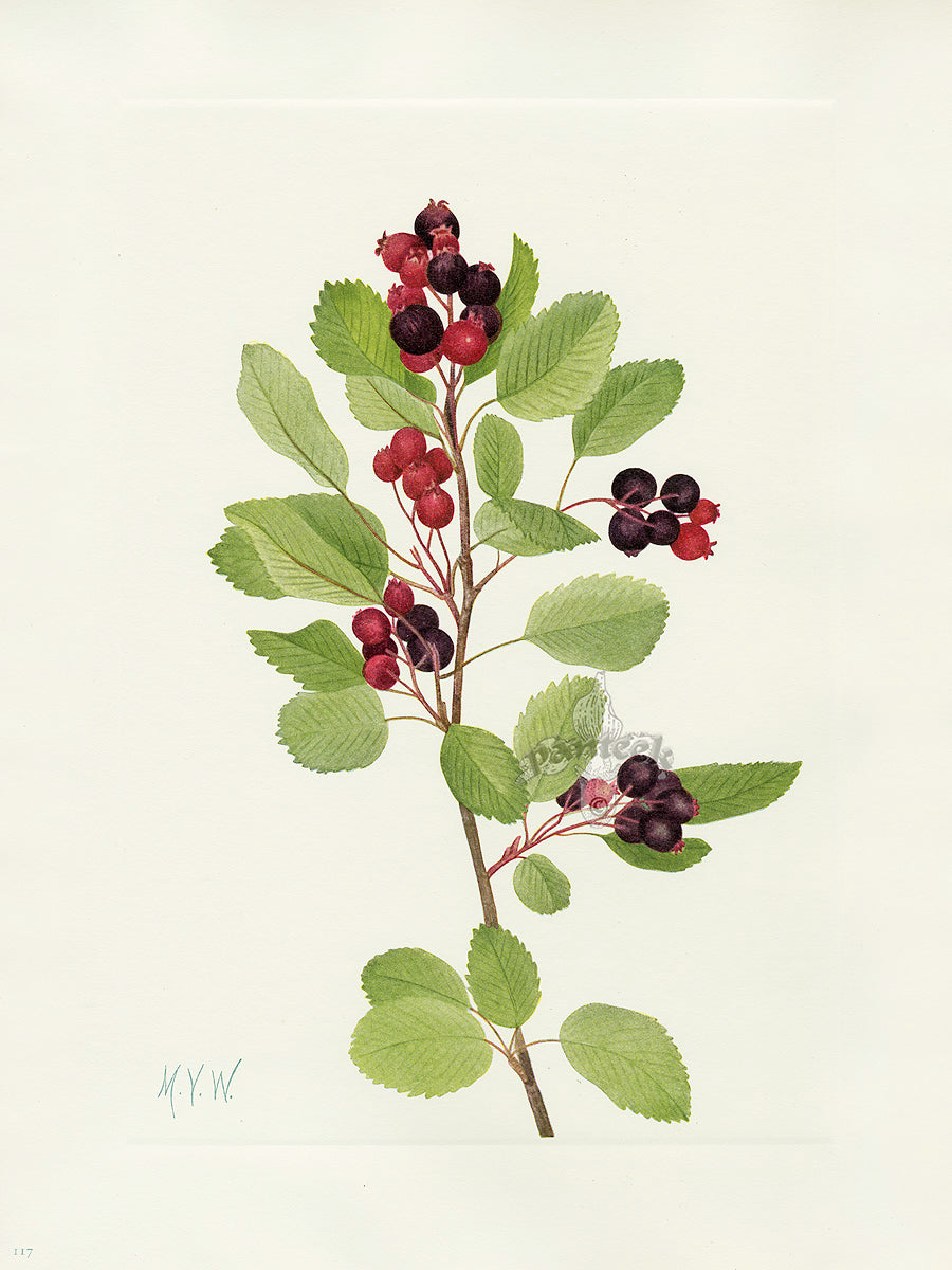 Mary Vaux Walcott 1925 Print Saskatoon