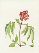 Mary Vaux Walcott 1925 Print Scarlet Elder - Panteek Antique Prints