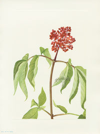 Mary Vaux Walcott 1925 Print Scarlet Elder - Panteek Antique Prints