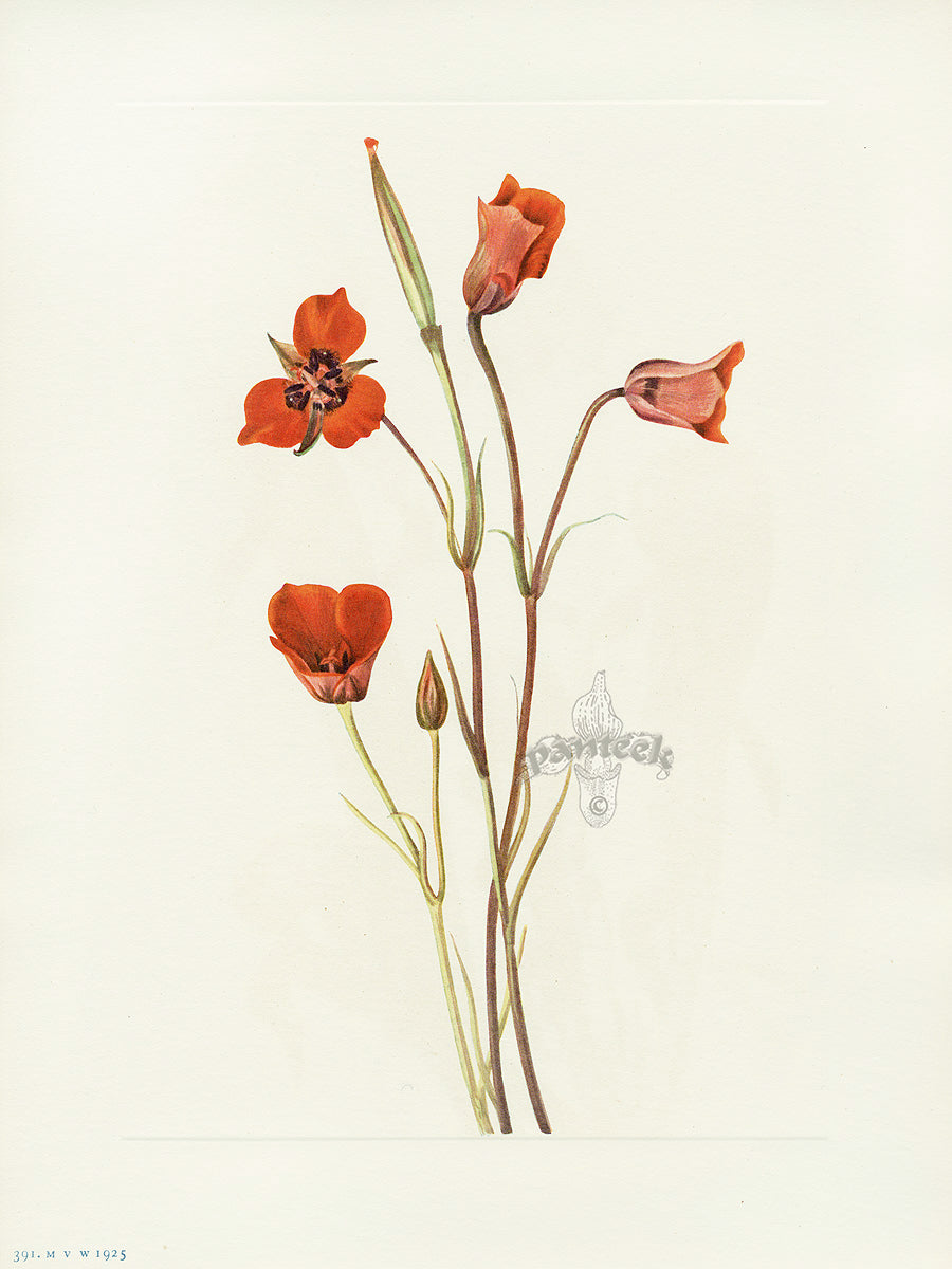 Mary Vaux Walcott 1925 Print Scarlet Mariposa