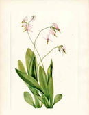 Mary Vaux Walcott 1925 Print Shootingstar - Panteek Antique Prints