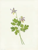 Mary Vaux Walcott 1925 Print Shortspur Columbine - Panteek Antique Prints