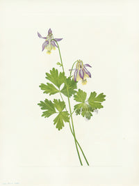 Mary Vaux Walcott 1925 Print Shortspur Columbine - Panteek Antique Prints