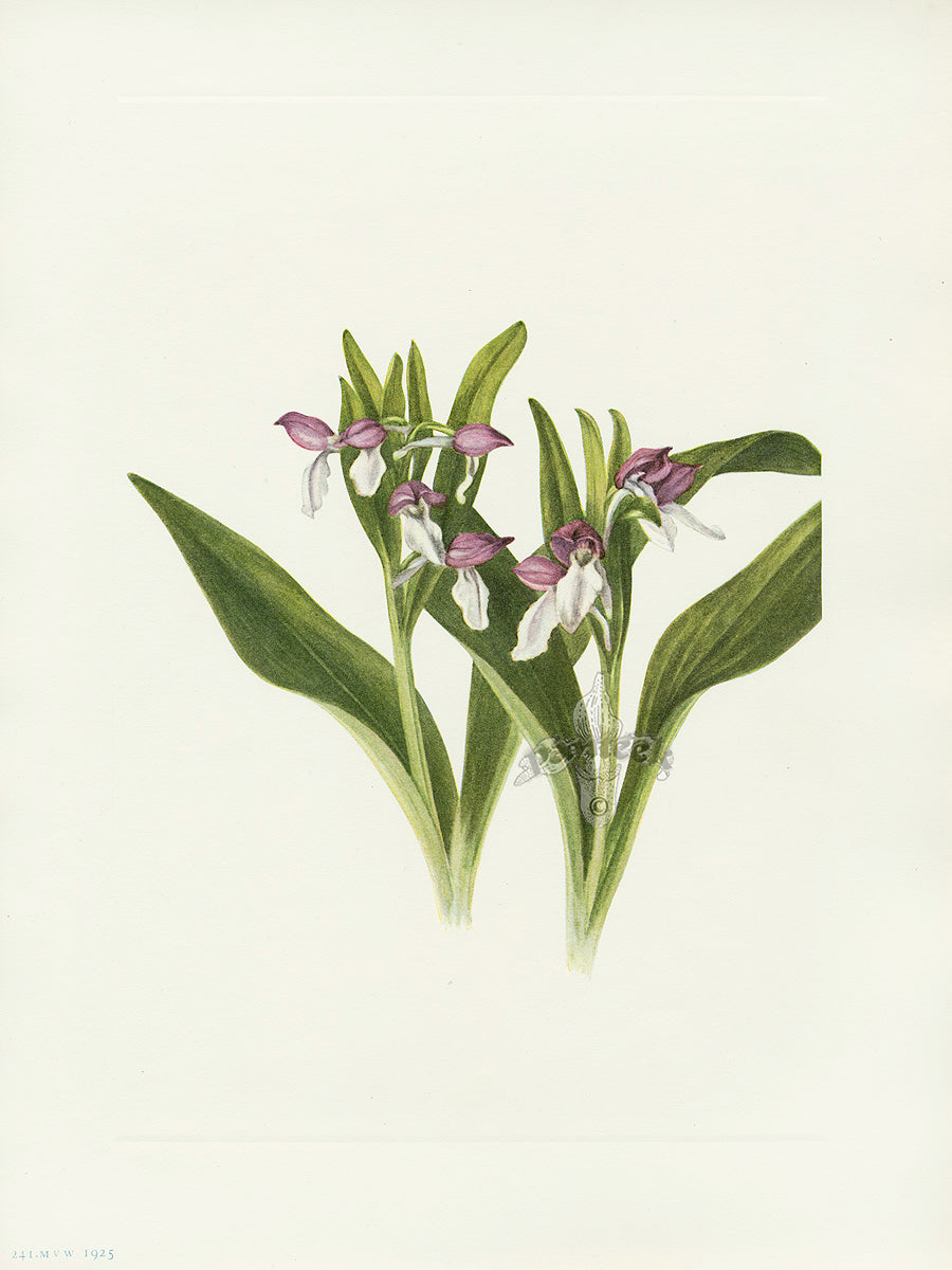 Mary Vaux Walcott 1925 Print Showy Orchis