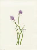 Mary Vaux Walcott 1925 Print Siberian Onion - Panteek Antique Prints