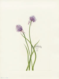 Mary Vaux Walcott 1925 Print Siberian Onion - Panteek Antique Prints