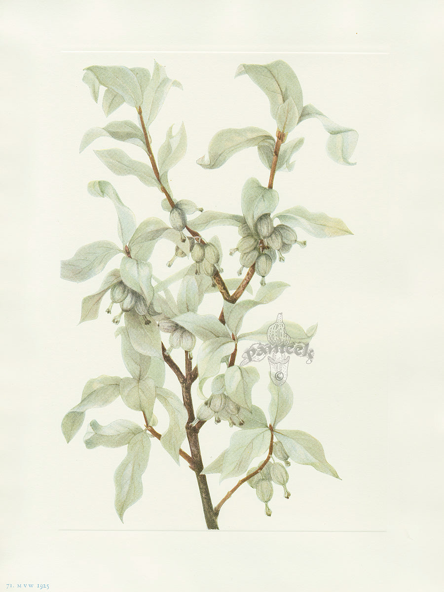 Mary Vaux Walcott 1925 Print Silverberry (fruit)