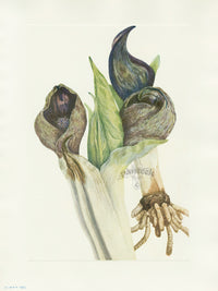 Mary Vaux Walcott 1925 Print Skunkcabbage - Panteek Antique Prints