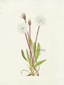 Mary Vaux Walcott 1925 Print Slender Agoseris - Panteek Antique Prints