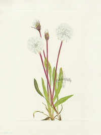 Mary Vaux Walcott 1925 Print Slender Agoseris - Panteek Antique Prints