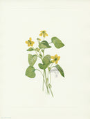 Mary Vaux Walcott 1925 Print Smooth Yellow Violet - Panteek Antique Prints