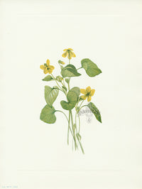 Mary Vaux Walcott 1925 Print Smooth Yellow Violet - Panteek Antique Prints