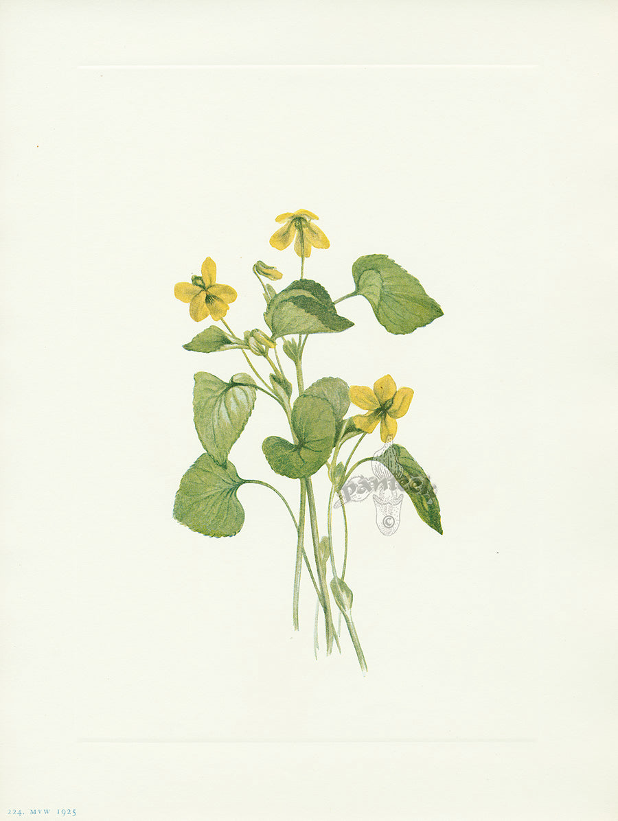 Mary Vaux Walcott 1925 Print Smooth Yellow Violet
