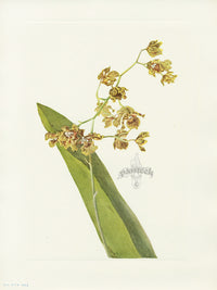 Mary Vaux Walcott 1925 Print Spotted Cyrtopodium - Panteek Antique Prints