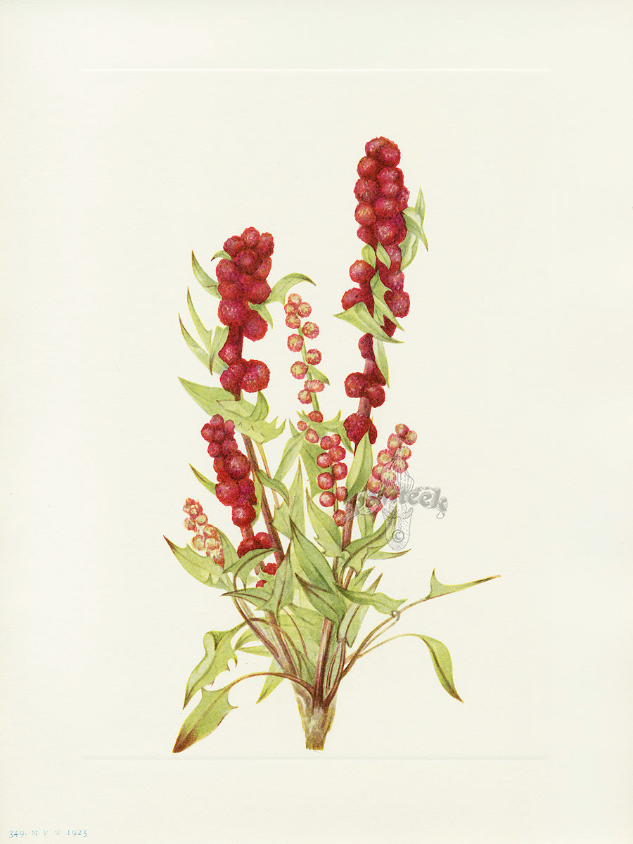 Mary Vaux Walcott 1925 Print Strawberry-blite