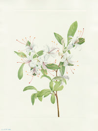 Mary Vaux Walcott 1925 Print Sweet Azalea - Panteek Antique Prints