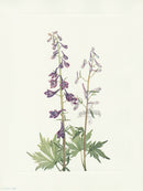 Mary Vaux Walcott 1925 Print Tall Larkspur - Panteek Antique Prints