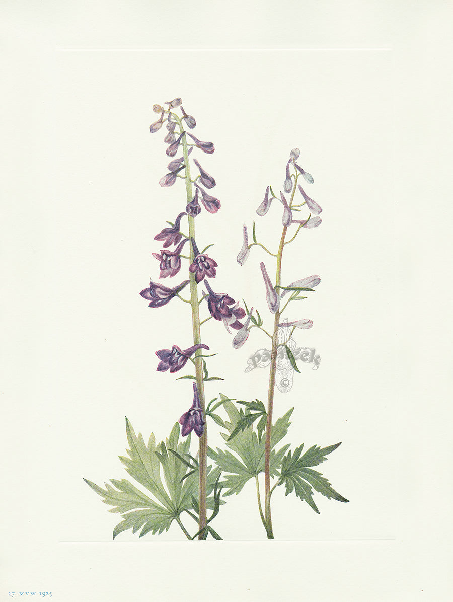 Mary Vaux Walcott 1925 Print Tall Larkspur